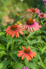 Echinacea Sombrero Adobe Orange in flower garden