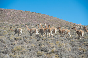 Herd of vicuñas in Cerro Hornocal in Jujuy, Argentina