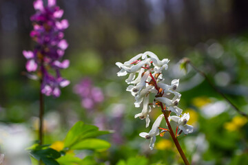 Corydalis. Corydalis solida. Violet flower forest blooming in spring. The first spring flower, purple. Wild corydalis in nature