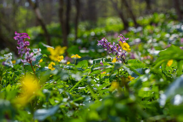Corydalis. Corydalis solida. Violet flower forest blooming in spring. The first spring flower, purple. Wild corydalis in nature