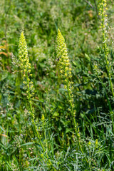 Selective focus of wild grass flower in meadow in spring, Reseda lutea or the yellow mignonette or wild mignonette is a species of fragrant herbaceous plant, Nature floral background