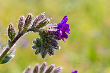 Anchusa officinalis, commonly known as the common bugloss or alkanet with green background