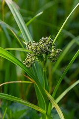 Scirpus sylvaticus is a species of flowering plant in the Cyperaceae family - obrazy, fototapety, plakaty