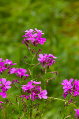 Hesperis matronalis or summer violet, a herbaceous perennial or biennial of the brassicaceae family.Closeup on purple gilliflower Hesperis matronalis