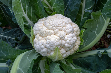 A white cauliflower surrounded by its leaves in a planted field