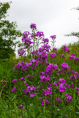 Obraz premium Hesperis matronalis or summer violet, a herbaceous perennial or biennial of the brassicaceae family.Closeup on purple gilliflower Hesperis matronalis