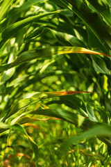 Green corn plant leaves in cultivated field