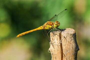 Dragonfly in the back yard in summer morning