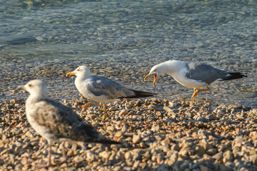Angry seagull bird at seaside coastline in summer morning