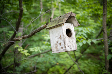 Bird feeder in the summer forest.