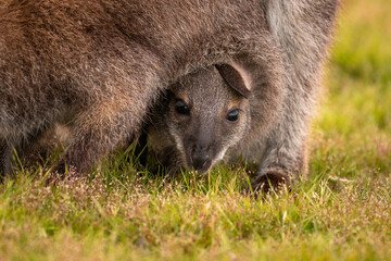 kangaroo in the grass with joey in the pouch