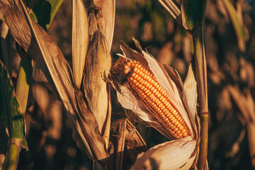 Harvest ready corn cob on stalk in cultivated maize field