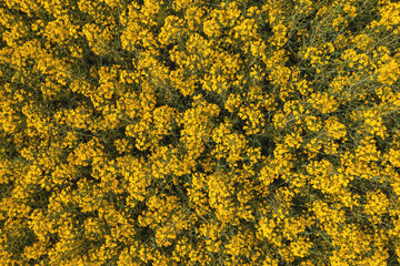 Top view aerial shot of blooming oilseed rape or canola crop field from drone pov