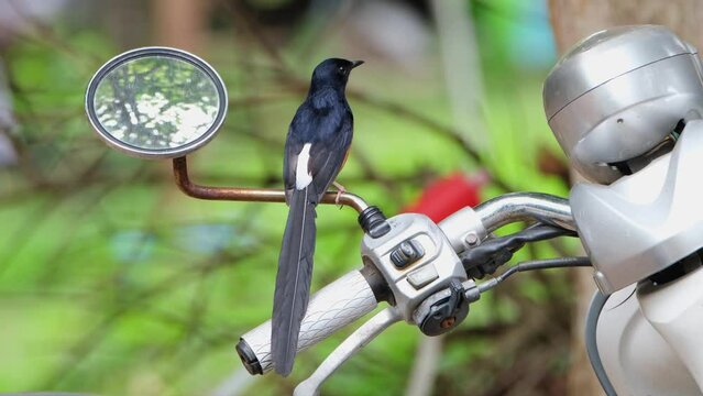 Perching, the white-rumped Shama Copsychus malabricus, moved up to the left side rear-view mirror of the motorcycle, park inside a National park in Thailand.