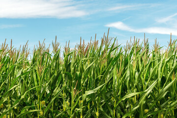 Corn stalks with tassel in cultivated agricultural field, growing organic maize crops