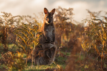 kangaroo in the grass with joey in the pouch