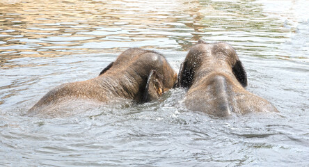 Asian Indian elephant, frolicking in a water bath