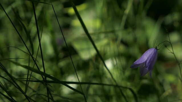 Delicate violet flower in nature, violet harebell