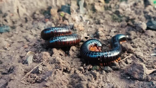 Millipede over another curled up. Millipede mating. Close up, static