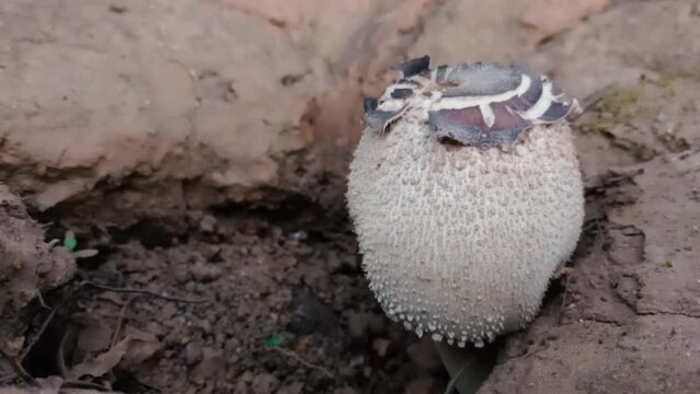Zoom in shot of Ostiole on a dry land.