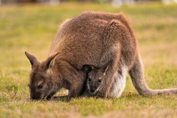 kangaroo and baby joey