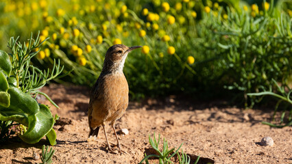 A spike heeled lark during flower season in Namaqua National Park.