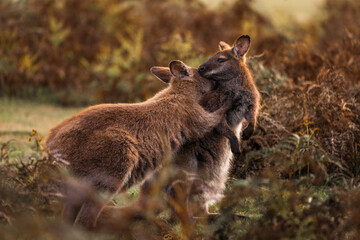 Two Wallabies play fighting