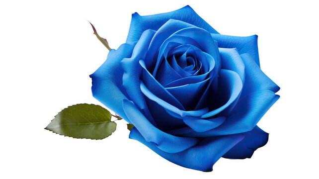 Single blue rose isolated on white background