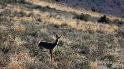 Naklejka na ściany i meble A curious mountain reedbuck in Karoo National Park.