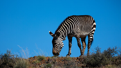 Black and white mountain Zebras in Karoo national park.