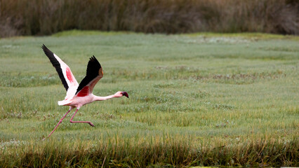 Colourful flamingos in West Coast national park.