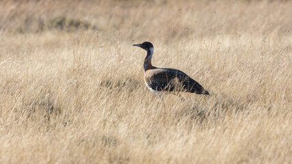 Ludwig's bustard in the dry fields of Mountain zebra national park.