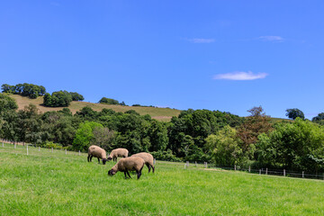 北海道滝川市、青草を食べるサフォーク種のひつじの群れ【8月】