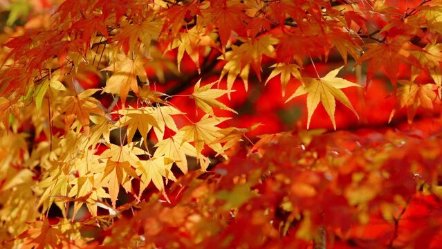 Dramatic view of red maple leaves on a tree blowing in wind in autumn or fall, Nature or travel	
