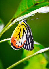Beautiful brightly patterned butterfly under a mango leaf on a blurred background.