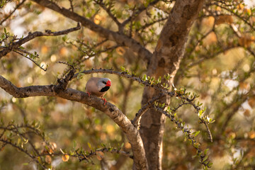 Finch in a tree