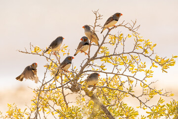 Finches in a tree