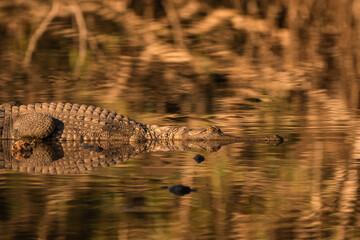Freshwater Crocodile at the waters edge