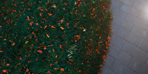 panorama wallpaper street autumn background grass flower bed with falling leaves and outdoor paved...