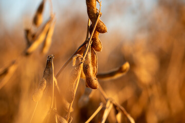 golden soybean field
