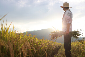 The harvest season when ripe rice, paddy, and grains bear fruit. A landscape of a farmer holding rice ears in a rice field and looking at the sunset. Chuseok and Thanksgiving concept.

