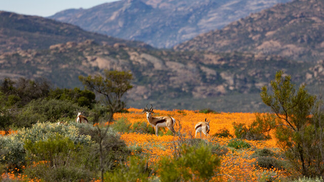 Small herd of springbok enjoying the wild flower season in Namaqua National Park