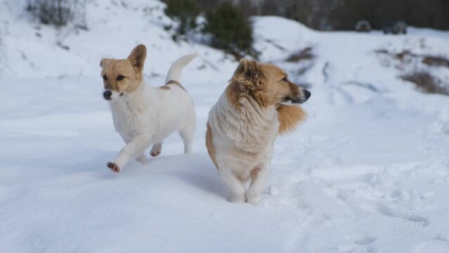 Dogs in the snow close-up. Funny funny animals pose for the camera. The concept of rural life, kindness and understanding. Self-walking pets in rural areas. Beige-gray dogs follow people. Asking