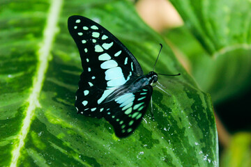 butterfly on leaf
