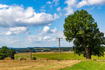 Old oak tree in summer field. Rural landscape.