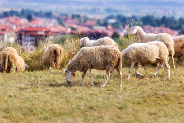 Summer town panorama of bulgarian all seasons resort Bansko, Bulgaria and sheeps flock