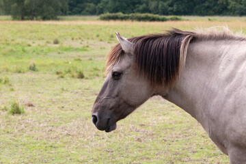 Portrait of a Konik horse © Andrea Kuipers