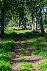 Straight narrow forest road trail Kumla Sweden