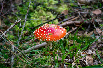 Poisonous mushroom Amanita muscaia Fly agaric Fly amanita