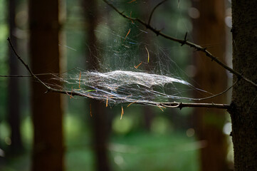 Sunshine on spiderweb hanging on branch in forest